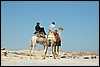 kameel bij Gizeh piramides, Egypte , maandag 8 november 2004