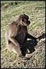 Gelada bavianen, Ethiopië , woensdag 23 december 2009