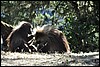Gelada bavianen, Ethiopië , donderdag 24 december 2009