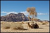 Wadi Rum - Jordanië , woensdag 2 januari 2008