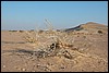 Wadi Araba - Jordanië , donderdag 27 december 2007