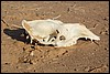 kameel bot, Wadi Araba - Jordanië , donderdag 27 december 2007