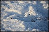 Sneeuwhoen, Pallas, Finland , zondag 6 maart 2016