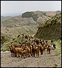 Herder met geiten, Andalusie, Spanje , vrijdag 3 mei 2002