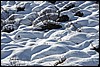 Sneeuwschoenwandeling naar Brunnenegg, Zwitserland , zaterdag 9 januari 2016