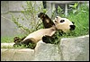 panda centrum, Chengdu, China , dinsdag 7 augustus 2001