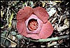 Rafflesia flower, Indonesie , zaterdag 8 oktober 1994