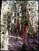 Sequoia NP, USA , zondag 20 september 1992