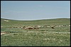 onderweg naar Erdene Khamboo, MongoliÃ« , donderdag 10 juli 2003