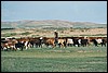 kamp nabij Kharkhira, MongoliÃ« , donderdag 24 juli 2003