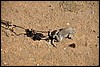 parende kikkers nabij Bilad Sayt, Oman , woensdag 22 december 2010