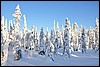van Jussinkamppa naar Siilastupa, Oulanka NP, Finland , donderdag 10 februari 2011