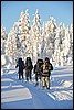 van Porontimajoki naar Ruka, Oulanka NP, Finland , zaterdag 12 februari 2011