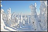 omgeving Valtavaraa, Oulanka NP, Finland , zaterdag 12 februari 2011